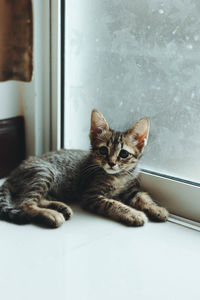 Portrait of cat sitting by window