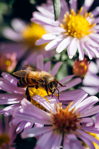 Close-up of bee pollinating on flower