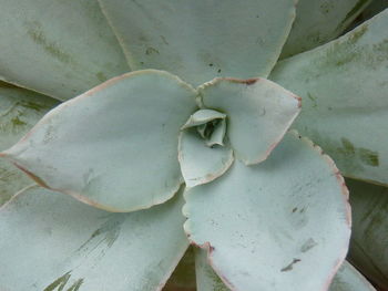 Close-up of succulent plant