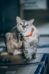 Portrait of tabby cat sitting on floor