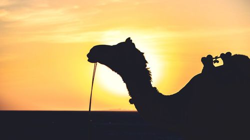 Silhouette of horse against sky during sunset