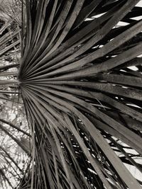 Full frame shot of palm leaf