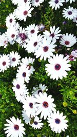 Close-up of white daisy flowers