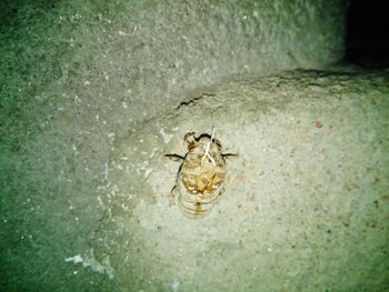 Close-up of bird