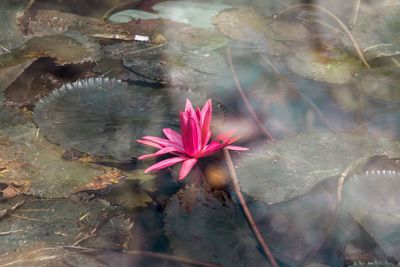 Close-up of pink flower on water