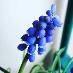 Close-up of purple flowers