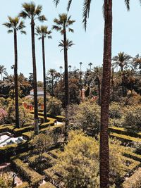 Palm trees on field against sky