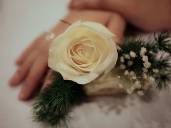 Cropped hand holding white rose over table