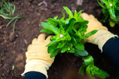 Cropped hand holding plant