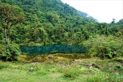 Scenic view of forest