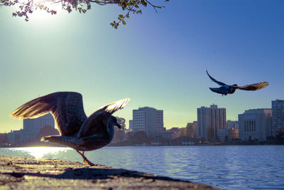 Seagulls flying over sea against clear blue sky during sunset