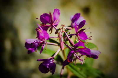 Close-up of pink flowers growing outdoors