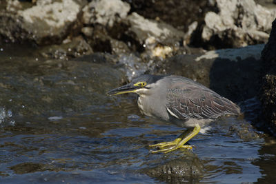 Bird perching on a lake