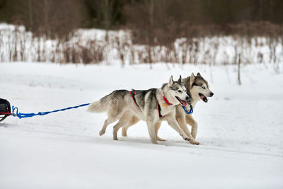 View of dog on snow covered land