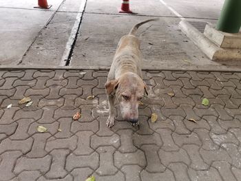 High angle view of dog on footpath