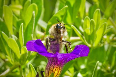 Close-up of butterfly pollinating on purple flower