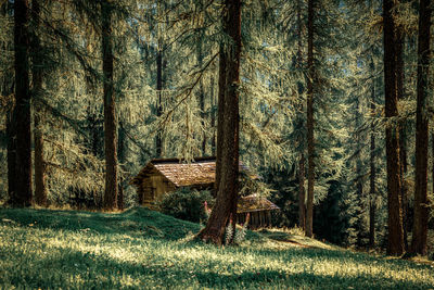 Old hut in the forest, dolomites