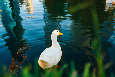 Wild ducks swim in the lake. birds close-up in the water. spring. high quality photo