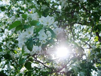 Low angle view of white flowering plant