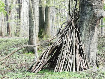 Trees growing on field in forest