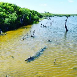 Ducks swimming in lake