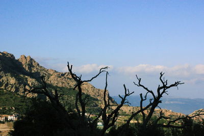 Dead tree on landscape against clear sky