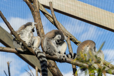 Low angle view of birds in zoo