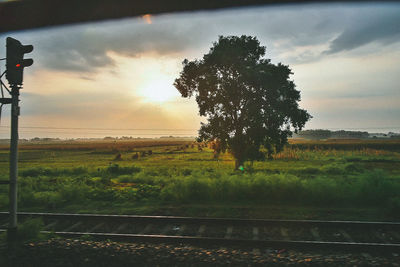 Tree by railroad track on field against sky during sunset