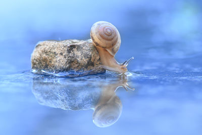 Close-up of jellyfish swimming in sea