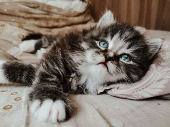 Portrait of cat lying down