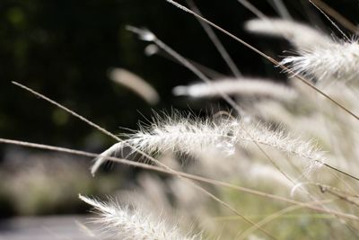 Close-up of dandelion against blurred background