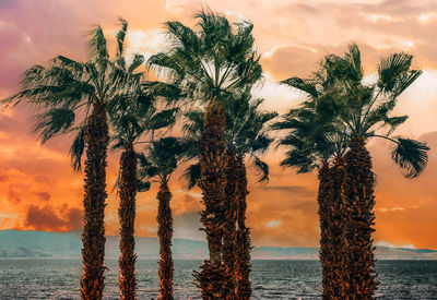 Low angle view of palm trees against sky during sunset