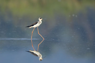 Seagull perching on a lake