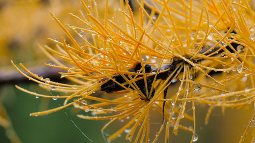 Close-up of wet plant