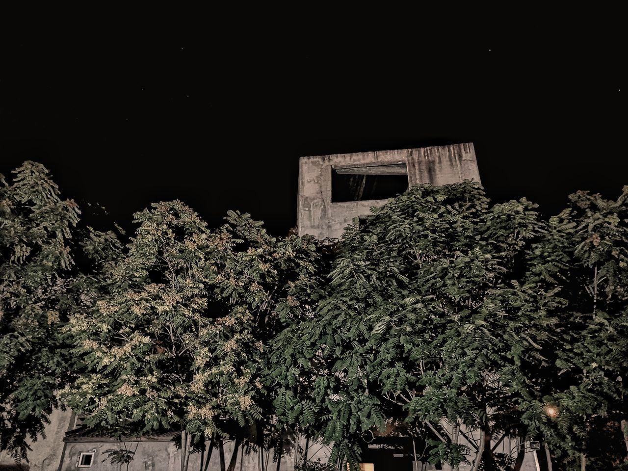 LOW ANGLE VIEW OF PLANTS AGAINST BUILDING