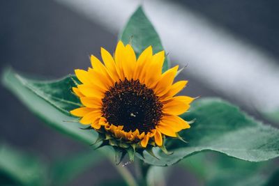 Close-up of sunflower