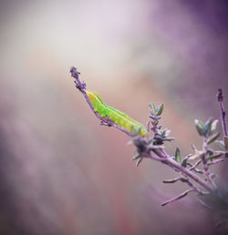 Caterpillar on a thyme plant
