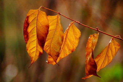 Close-up of yellow maple leaves on plant