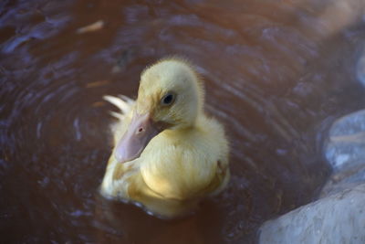 Close-up of a duck in a water