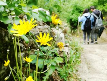 Yellow flowers blooming outdoors