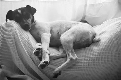 Dogs sleeping on bed at home