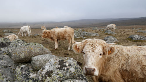 Cows standing in a field