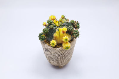 Close-up of yellow flowers against white background