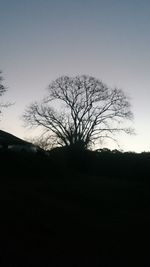 Bare trees on landscape