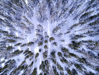 Low angle view of pine trees in forest during winter