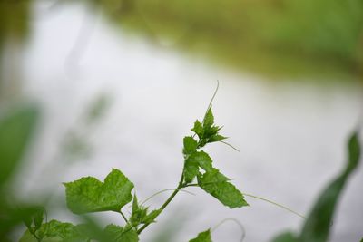 Close-up of plant