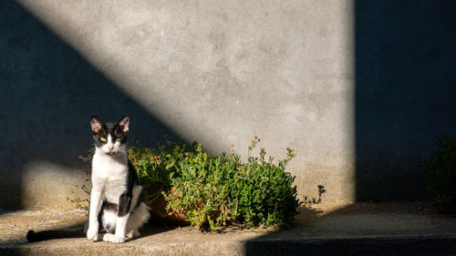 Portrait of cat on street