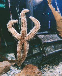 starfish