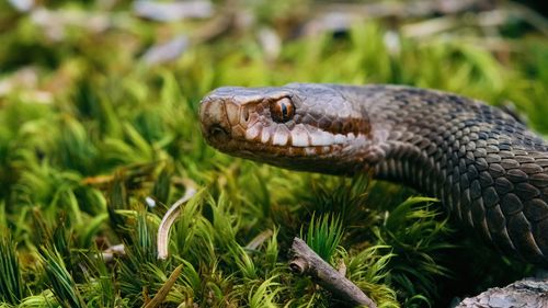 Close-up of snake on field