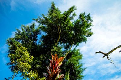 Low angle view of tree against sky